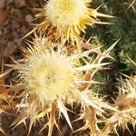 Carlina corymbosa Fruit