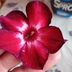 Adenium multiflorum Цвят
