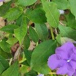 Brunfelsia latifolia Leaf