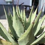 Agave havardiana Ліст