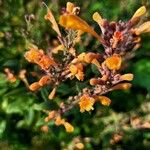 Agastache mexicana Кветка