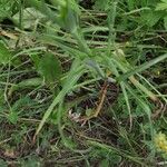 Tragopogon pratensis Foglia