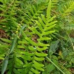 Polypodium vulgareLeaf