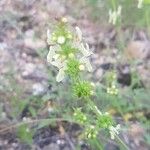 Stachys rectaFlower