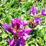 Oxytropis jacquinii Flower