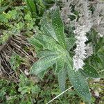 Echium italicum Frunză