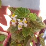 Begonia hirtella Bloem