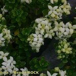 Galium pseudohelveticum 形態