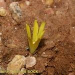 Sternbergia colchiciflora Arall