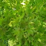 Acer shirasawanum Folha