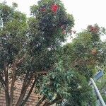 Corymbia ficifolia 整株植物