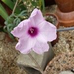 Ipomoea platensis Flower