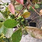 Psidium cattleyanum Fruto