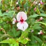 Impatiens glanduliferaΛουλούδι