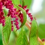 Amaranthus caudatus Blatt