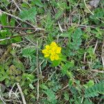 Euphorbia verrucosa Flower