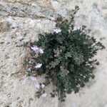 Linaria pedunculata Folla