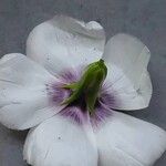 Linum grandiflorum Flower