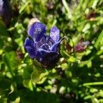 Gentiana calycosa Цветок