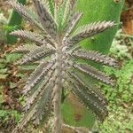 Kalanchoe serrata Leaf