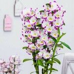 Dendrobium nobile Fleur