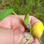 Heteranthera limosa Цветок