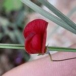 Lathyrus setifolius Kwiat