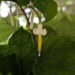 Alangium platanifolium Flor