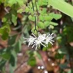 Thalictrum pubescens Цветок