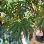 Manihot grahamii Leaf