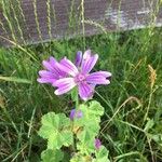 Malva neglectaFlower