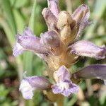 Orobanche nana Кветка