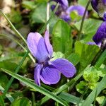 Viola odorata Flower