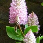 Ptilotus extenuatus Hoja