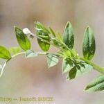 Vicia pubescens Inny