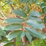 Trichilia emetica Leaf