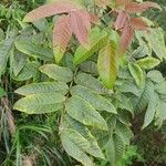 Rhus chinensis Liść