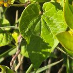 Cynanchum insipidum Blatt