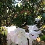 Rhododendron vernicosum Blüte