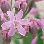 Tulbaghia simmleri Flor