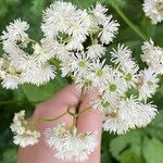 Trautvetteria caroliniensis Flor