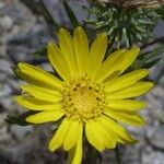 Grindelia lanceolata 花