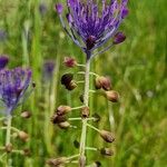 Muscari comosumBloem