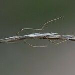 Helictochloa bromoides Mbuma
