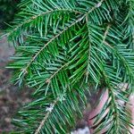 Abies grandis Blatt