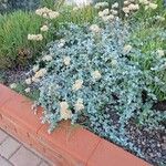 Helichrysum petiolare आदत