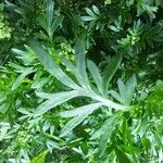 Lepidium didymum 葉