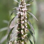 Leonurus quinquelobatus Flor