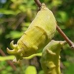 Chimonanthus nitens Fruto
