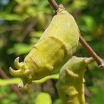 Chimonanthus nitens